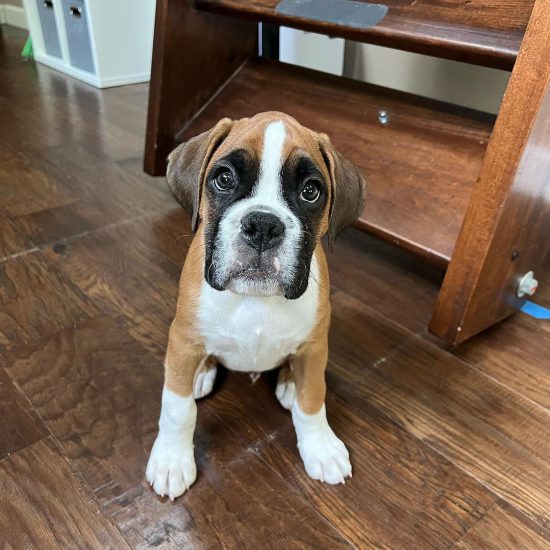 Duke M