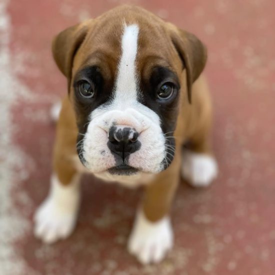 Tyson M